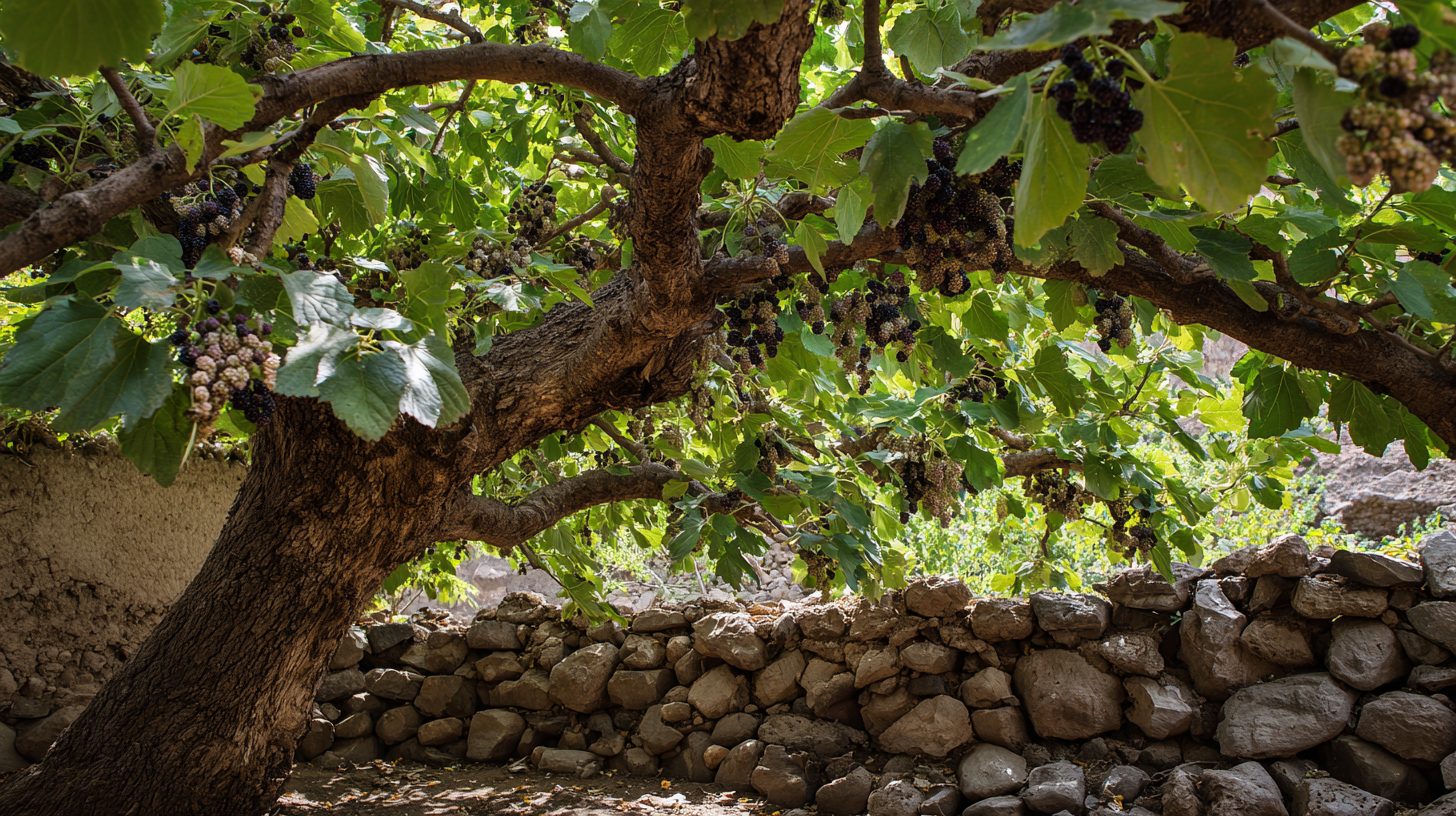 An old mulberry tree in an Anatolian village garden