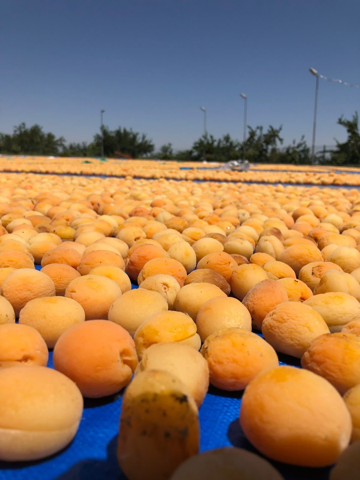Close-up of whole apricots drying in the sun