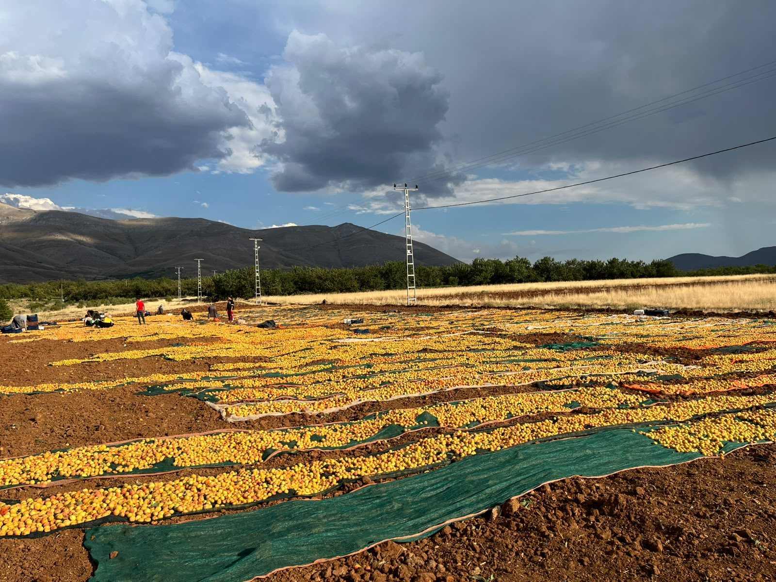 Apricots drying on cloths in a Malatya field with mountains behind
