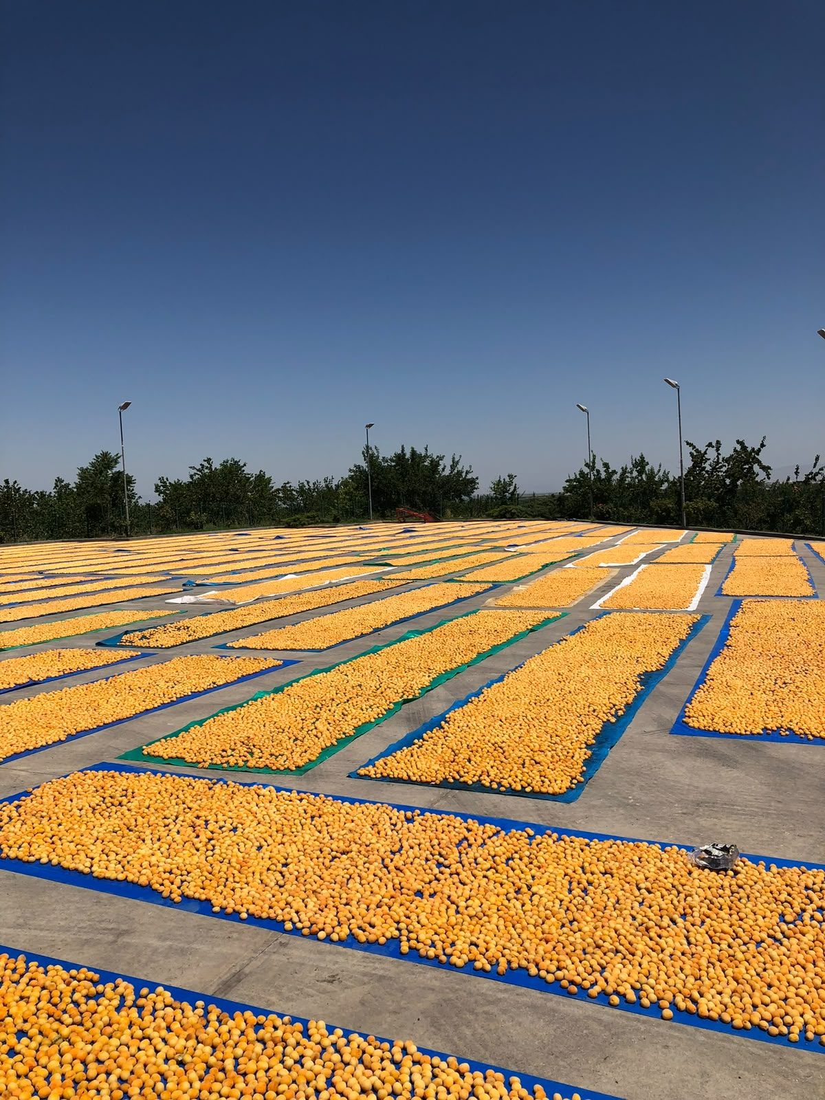 Rows of apricots on drying cloths